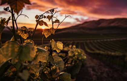 Vinos